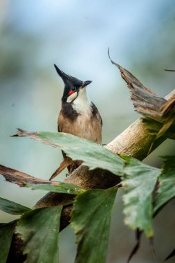 Kızıl saçlı Bulbul 'un doğadaki portresi