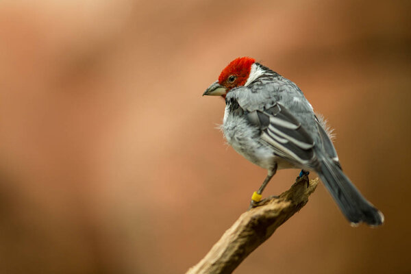 cardinal dominical bird in the nature