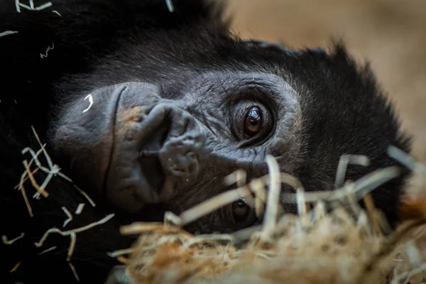 Porträt eines Schimpansenjungen in der Natur — Stockfoto