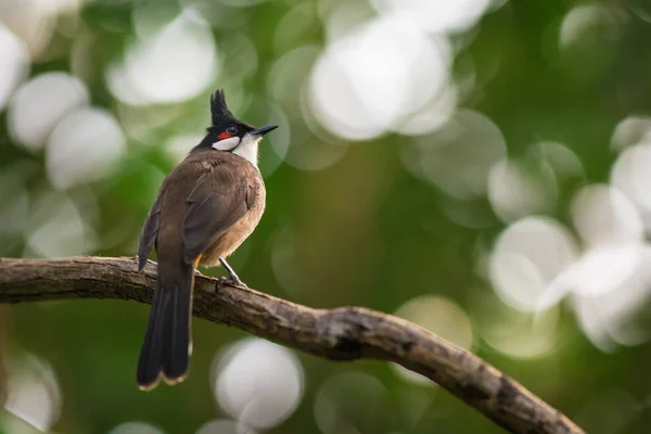 Red-headed Bulbul portrait in nature — 스톡 사진