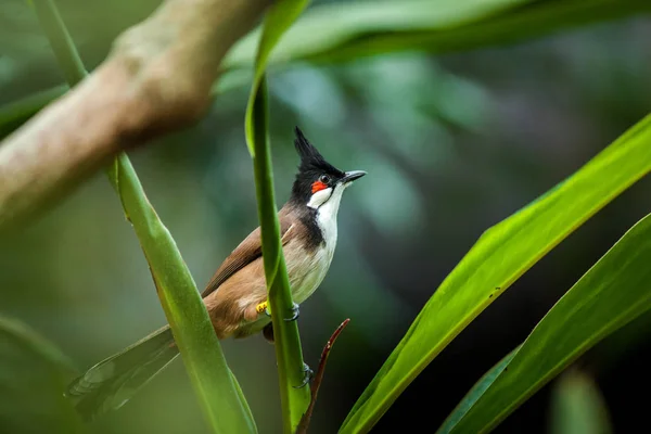 Czerwono-głowy portret Bulbul w naturze — Zdjęcie stockowe