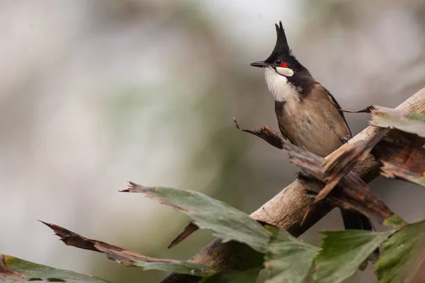 Retrato de Bulbul pelirrojo en la naturaleza —  Fotos de Stock