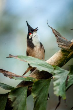 Kızıl saçlı Bulbul 'un doğadaki portresi