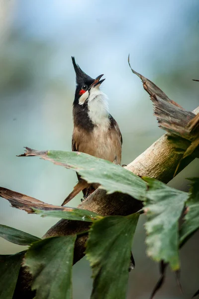 Retrato de Bulbul ruivo na natureza — Fotografia de Stock