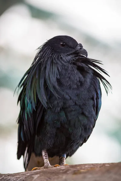 Retrato de paloma Nicobar en tropía —  Fotos de Stock
