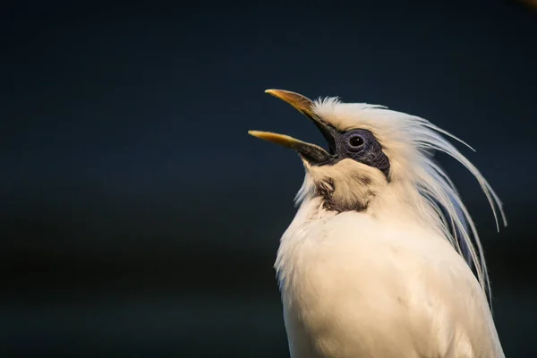Λευκό πουλί των τροπικών περιοχών — Φωτογραφία Αρχείου
