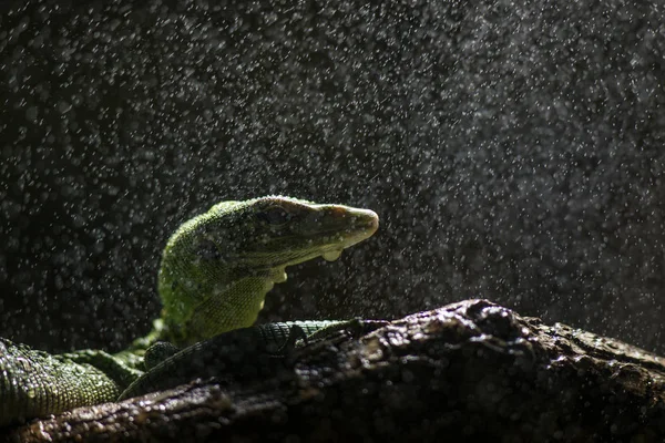 Moniteur Émeraude Lézard Tropie — Photo