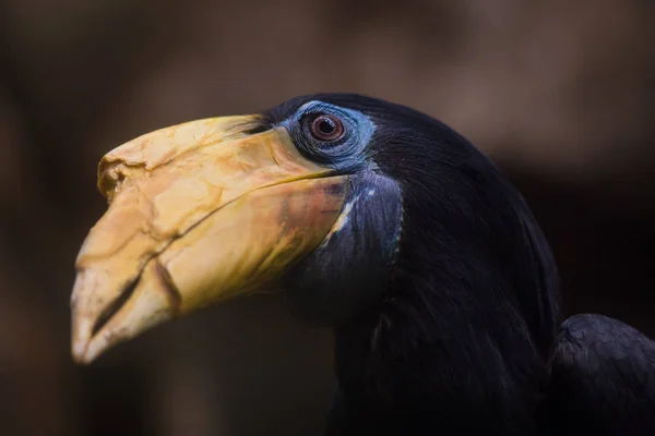 Retrato de Hornbill arrugado en la naturaleza — Foto de Stock