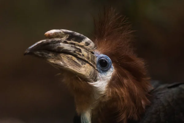 Hornbill Hornbill portré a trófeában — Stock Fotó