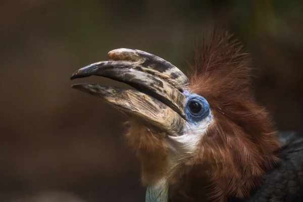 Hornbill Retrato de Hornbill en tropía — Foto de Stock