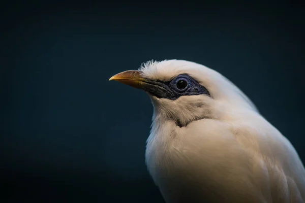 Pájaro blanco de los trópicos —  Fotos de Stock