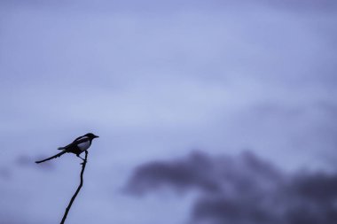 Doğadaki saksağan kuş