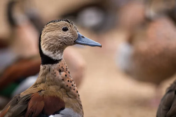 Retrato de pato no grupo — Fotografia de Stock