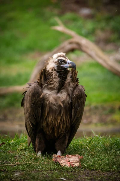 Vulture carnivorous bird with its carrion — Stock Photo, Image