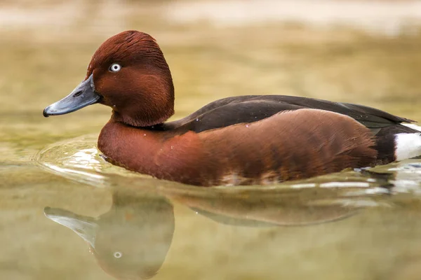 Pochard kleines Porträt im Wasser — Stockfoto