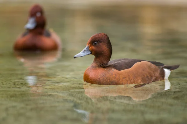 Sudaki küçük pochard portresi — Stok fotoğraf