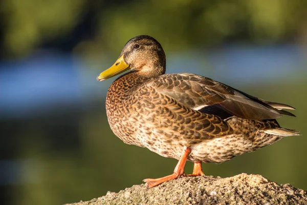 Hausente in der Natur — Stockfoto