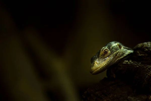 Portrait Lézard Moniteur Bleu — Photo