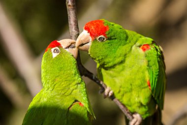 Ve Dean iki papağanın portresini çiziyor.