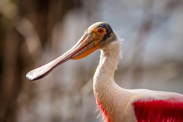 Roseate Spoonbill Πορτρέτο Στη Φύση — Φωτογραφία Αρχείου