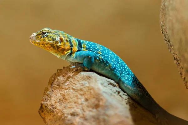 Modrý Portrét Iguany Přírodě — Stock fotografie
