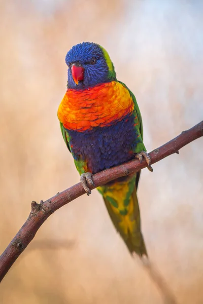 Lori Loriquet Portrait Dans Nature — Photo