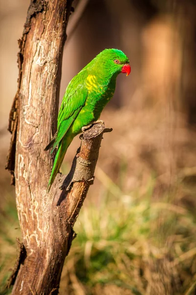 Lori Verde Naturaleza — Foto de Stock