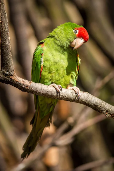 Papagaio Andino Aratinga Natureza — Fotografia de Stock