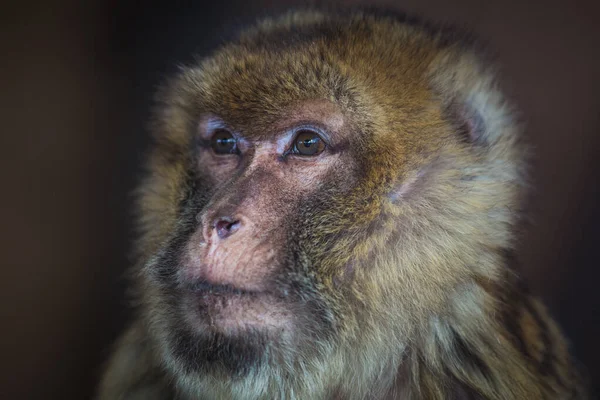 Makakowy Portret Małpy Przyrodzie — Zdjęcie stockowe