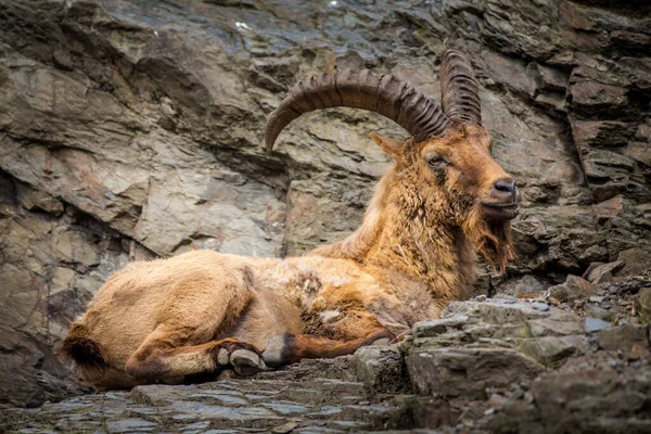 Barbary Sheep Mountains — Stock Photo, Image