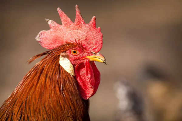 Domácí Kohout Portrét Bahně Zahradě — Stock fotografie