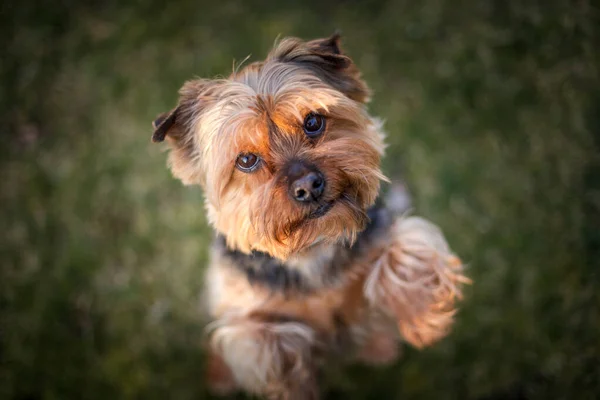 Yorkshire Portrait Garden — Stock Photo, Image