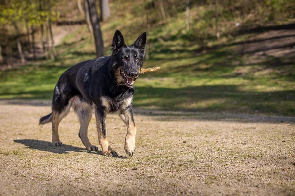 German Shepherd Portrait Nature — Stock Photo, Image