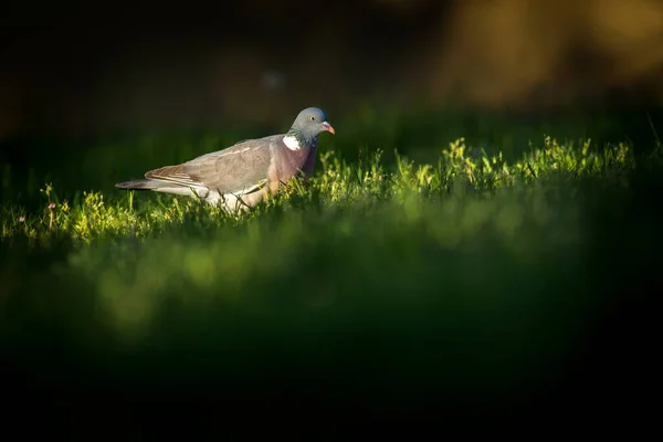 自然の中での鳩の群れ — ストック写真