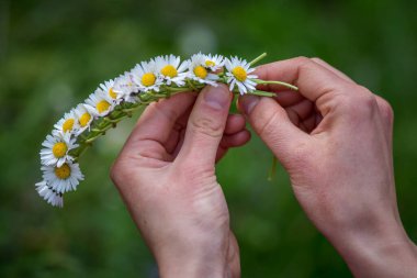 Baharda papatya çelengi bağlıyorum.