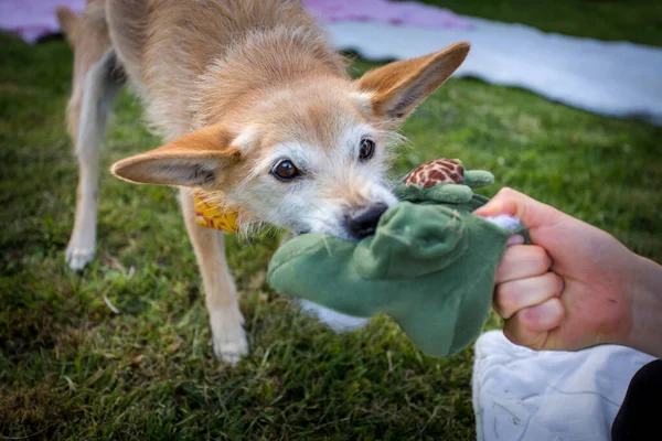 Der Hund Streckt Sich Mit Dem Besitzer Ein Spielzeug — Stockfoto