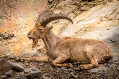 Kayanın üzerindeki Berberi Koyun portresi