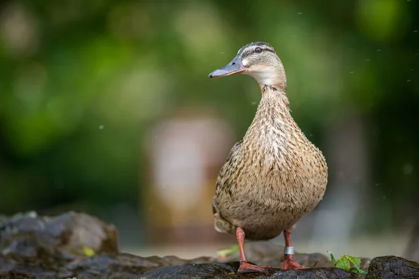 Doğadaki Evcil Ördek — Stok fotoğraf