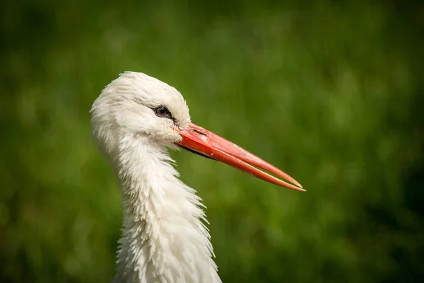 大自然中的白鹤肖像 — 图库照片