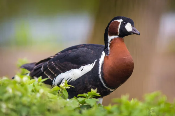 Ritratto Oca Dal Petto Rosso Natura — Foto Stock