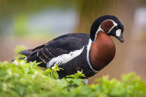 Ritratto Oca Dal Petto Rosso Natura — Foto Stock