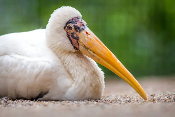 Mycteria Ibis Πορτρέτο Στη Φύση — Φωτογραφία Αρχείου