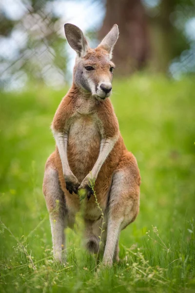 Młody Kangur Trawie Pastwisku — Zdjęcie stockowe