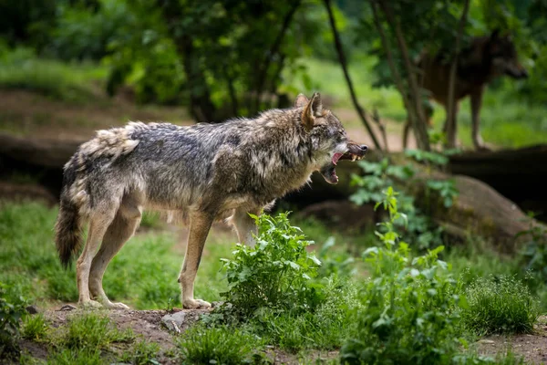 Θυμωμένος Λύκος Στο Πάρκο Της Φύσης — Φωτογραφία Αρχείου