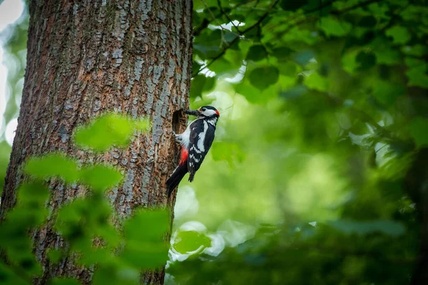 Retrato Pájaro Carpintero Manchas Medianas Naturaleza — Foto de Stock