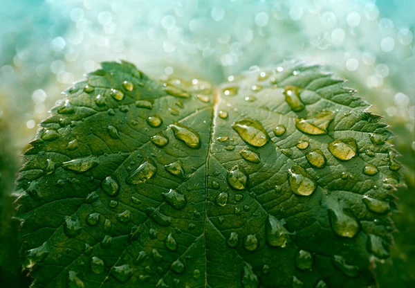 Gotas Água Folhas Verdes — Fotografia de Stock