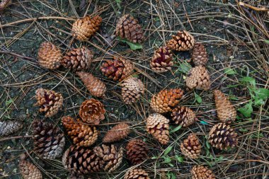 Üst görünüm çam kozalakları arka plan