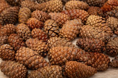 Üst görünüm çam kozalakları arka plan