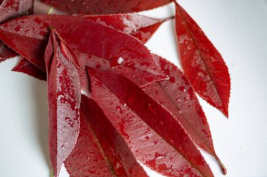 Beyaz arka planda sonbahar yaprakları