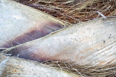 Ağaç kabuğunun dokusu